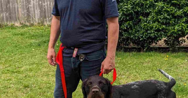 Sass dog walking best sale belt